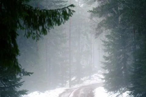 Misty Forest Path in Winter Stock Photos