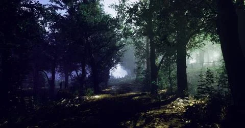 Misty forest pathway with sunlight filtering through the trees at dawn Stock Illustration