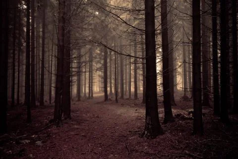 Misty forest Stock Photos