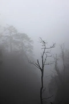 Misty forest Stock Photos