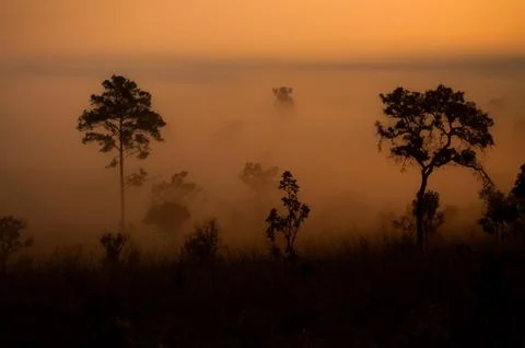 Misty forest Stock Photos