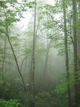 Misty Forest Stock Photos