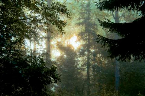Misty forest Stock-Fotos