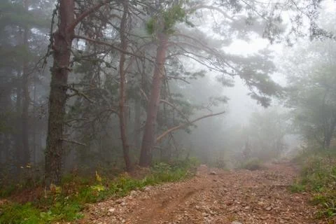 Misty forest Stock Photos