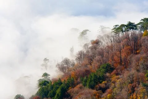 Misty forest Stock Photos