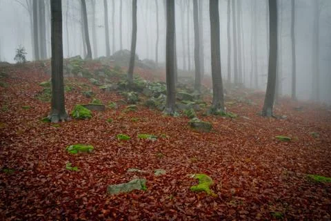 Misty forest Stock Photos