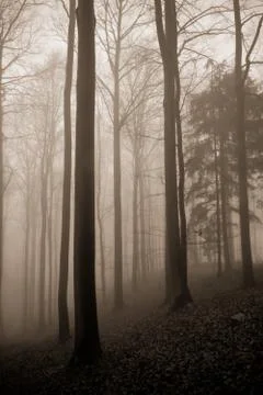 Misty forest Stock Photos