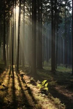Misty forest Stock Photos