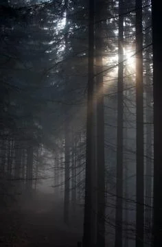 Misty forest Stock Photos