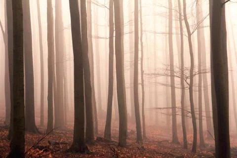 Misty forest Stock Photos