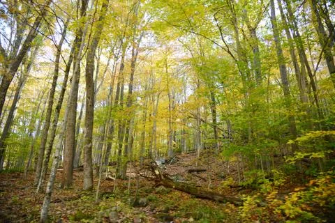 Misty forest Stock Photos