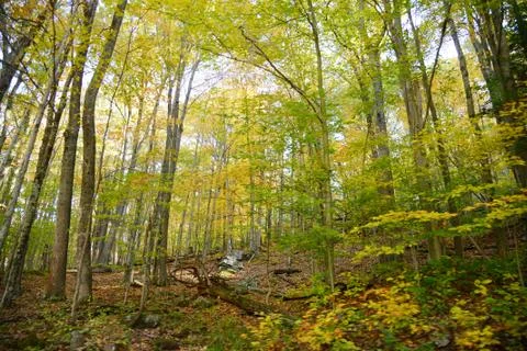 Misty forest Stock Photos
