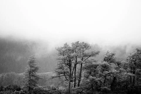 Misty Forest Stock Photos