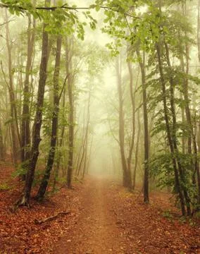 Misty forest Stock Photos