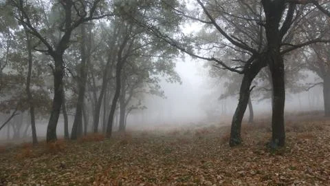 Misty Forest Stock Photos