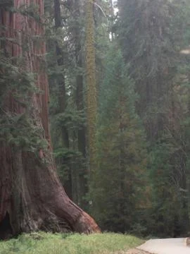 The Misty Forest Stock Photos