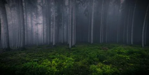 Misty forest Stock Photos