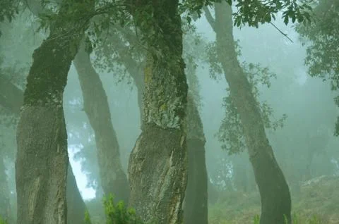 A misty forest Stock Photos