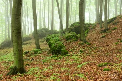 Misty forest Foto stock
