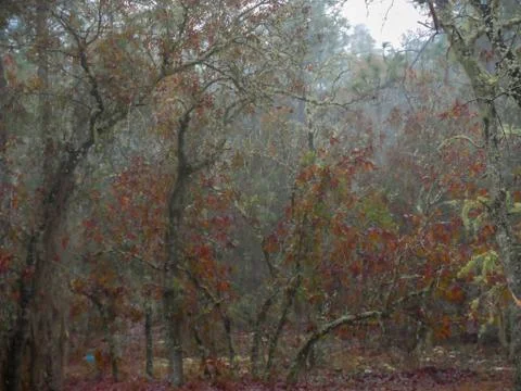 Misty Forest 写真素材