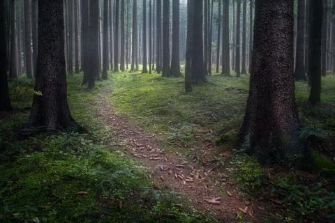 Misty forest Stock Photos