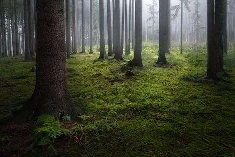 Misty forest Stock Photos