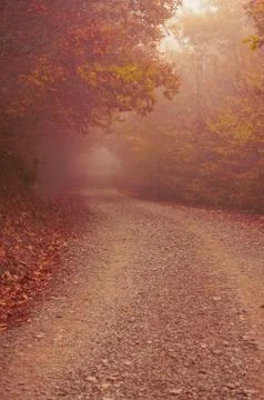 Misty forest Stock Photos