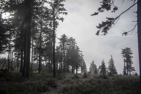 Misty Forest Stock Photos