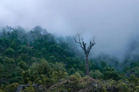 Misty forest 库存照片