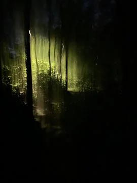 Misty forest Foto stock