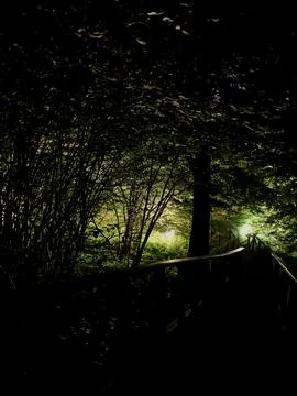 Misty forest Stock Photos