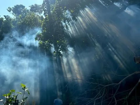 Misty forest Stock Photos