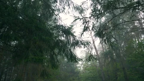Misty forest with pine tree branches and morning fog Stock Footage 330743748