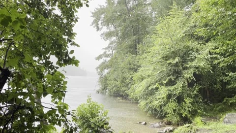 Misty Forest in the Rain Stock Footage 159015337