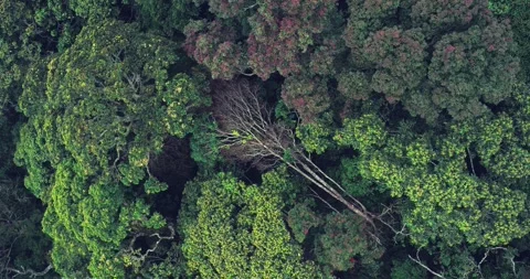 Misty Forest Ridge with Moving Clouds in Tropical Mountains Stock Footage 329113106