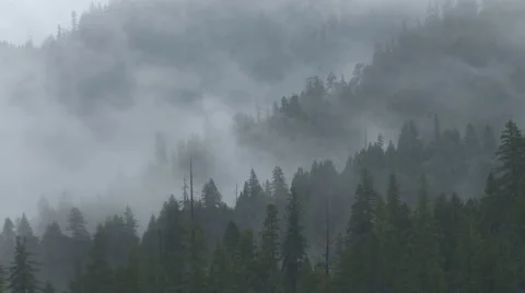 Misty Forest Ridges Stock Footage 1184391