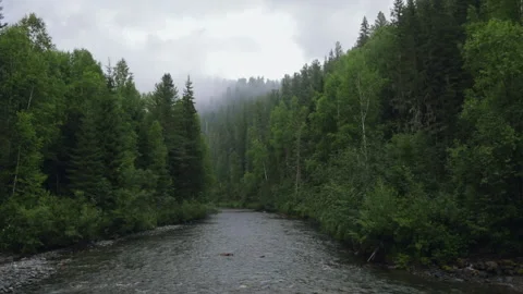 Misty forest river natural background Stock Footage 220785256