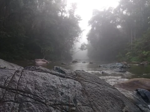 Misty Forest River Stock Photos