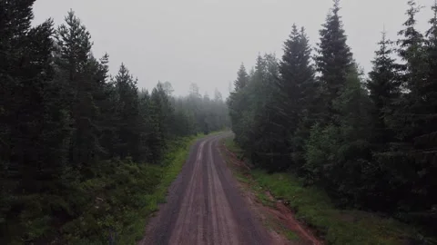 Misty forest road Stock Footage