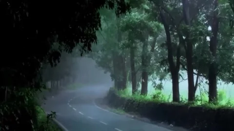 Misty Forest Road 스톡 동영상 336477634