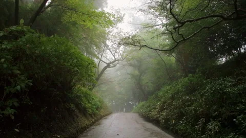 Misty Forest Road with Overhanging Branches in Hakone Japan Stock Footage 321134034
