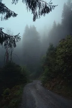 Misty Forest Road Through Alpine Woodland in Tyrol Stock-Fotos