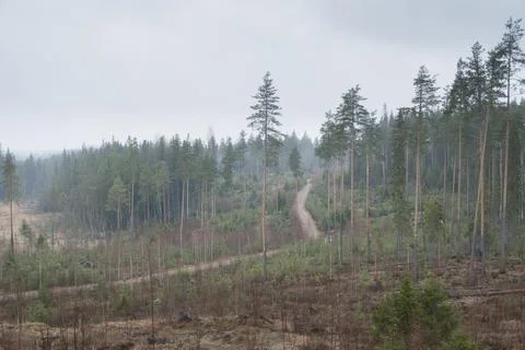 Misty Forest Road Through Pine Trees  Wilderness Landscape Stock Photos