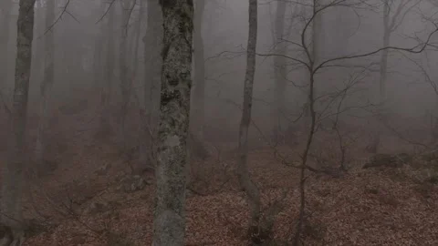 Misty forest rocks and leafs on the ground Stock Footage 157485185