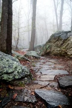 Misty forest rocky path, surrounded by moss on larger rocks Stock Photos