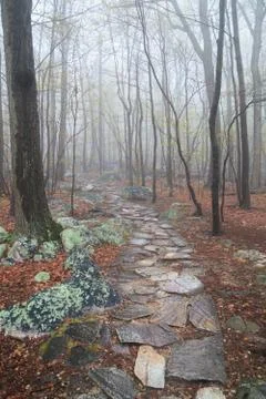 Misty forest rocky path, surrounded by moss on larger rocks Stock Photos
