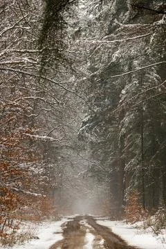 Misty Forest Sand Path with Light Snow in Winter Stock Photos
