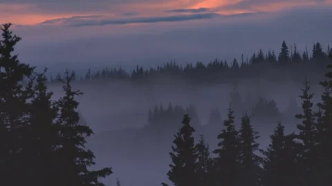 Misty forest with scary mask Stock Footage 74090718