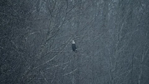 Misty Forest Scene with Bald Eagle Perched on Bare Branch Stock Footage 315090902
