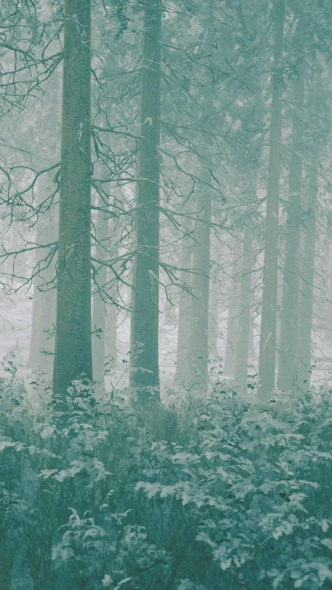 Misty forest scene enveloped in tranquility and the whisper of nature’s magic Stock Footage 335236953